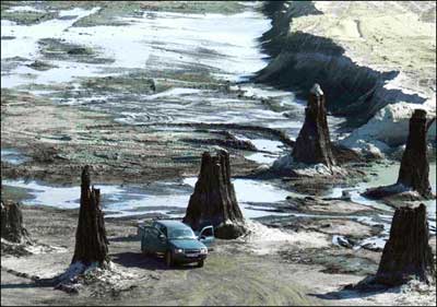 An eight million-year-old Cypress forest found in northeastern Hungary.