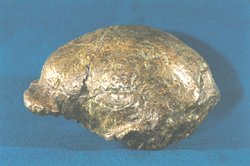 This was the first skullcap from a Peking Man ever found, discovered in 1929 inside a cave fissure.