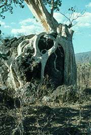 Amate tree, where some of the bark came from.