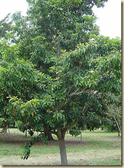 The Manilkara chicle tree