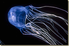 A modern jellyfish
