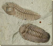 These creatures were often eaten by anomalocaridids