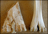 Giant camel bones